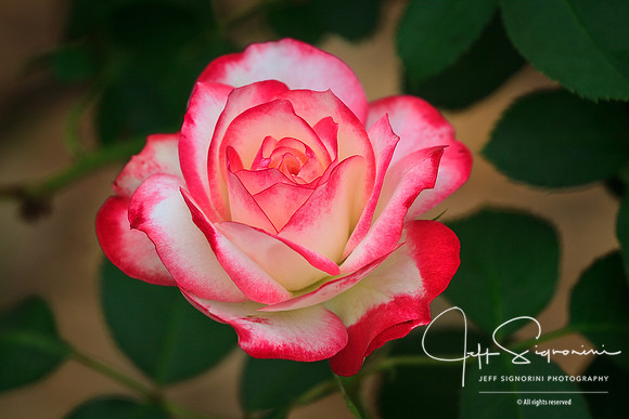 Glowing Rose