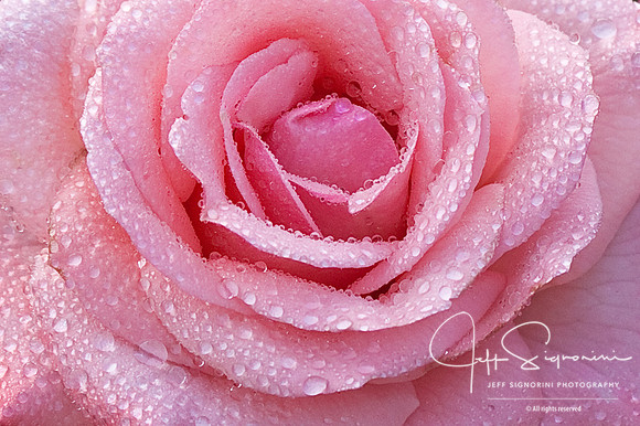 Morning Rose