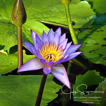 Lily Pond