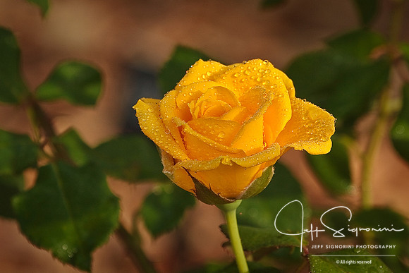 Yellow Beauty