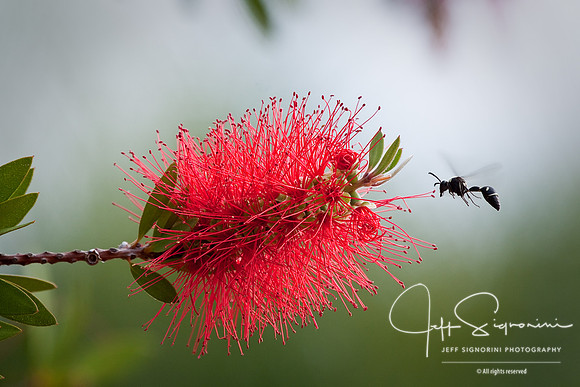Bottlebrush
