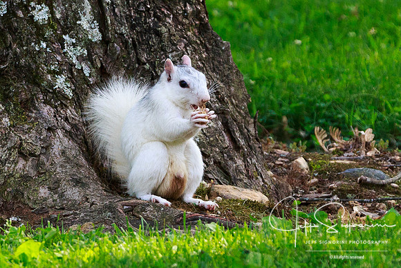 White squirrel, Brevard, North Carolina