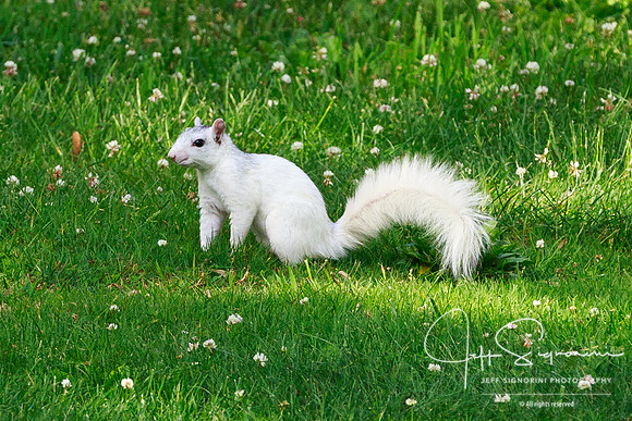 White squirrel, Brevard, North Carolina