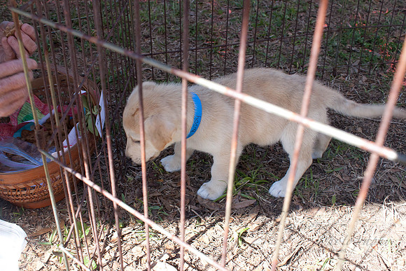 Mutt March 2011 004
