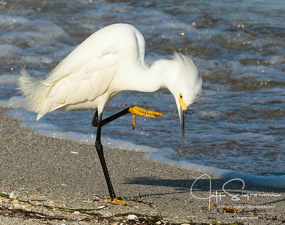 Snowy Egret