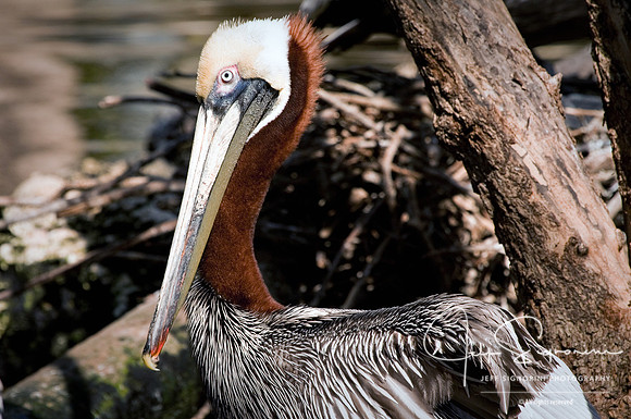Pelican