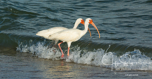 White Ibis