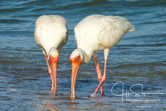 White Ibis