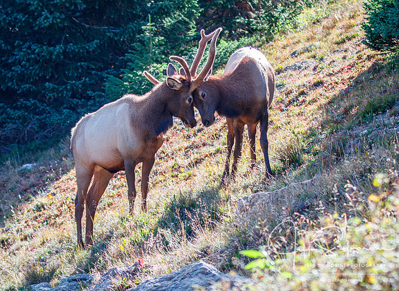 Young elk near Old Fall River Road, Rocky Mountain National Park