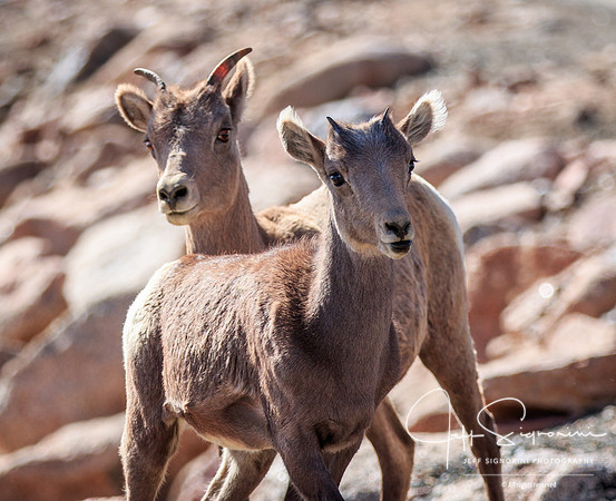 Young big horn sheep, Mount Evans