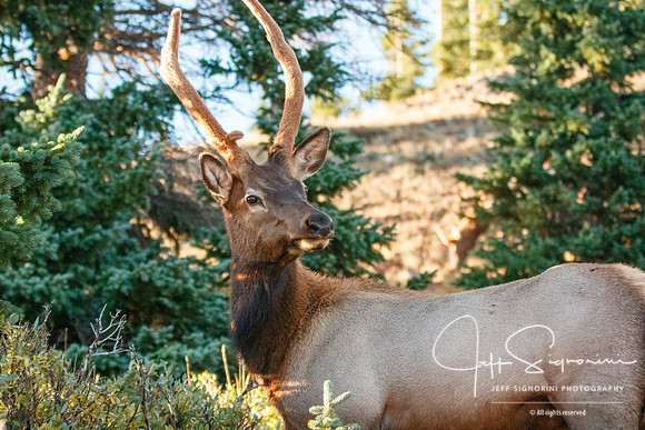 Elk - Rocky Mountain National Park