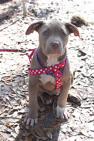 Mutt March 2011 554