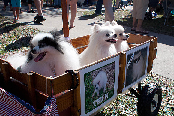 Dogs 05