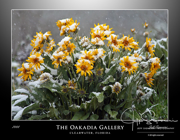 Oakadia Gallery 1
