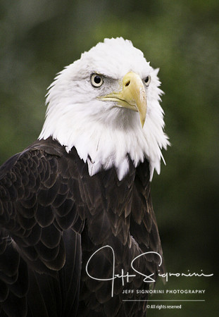 Majestic, Florida