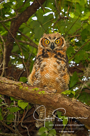Great Horned Owl, Eagle Lake Park, Clearwater, FL