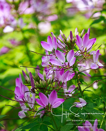 At the NC Arboretum, Asheville, NC