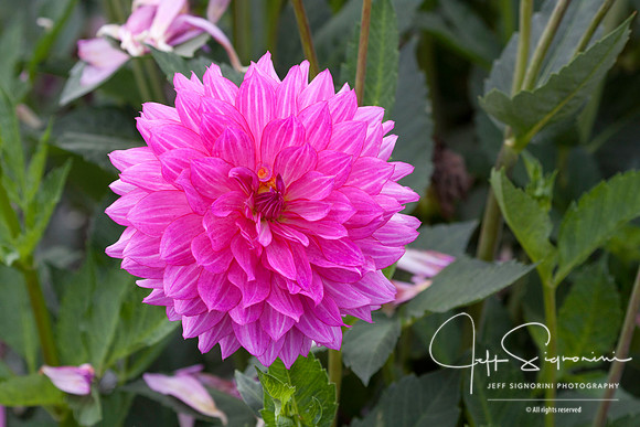 Swan Island Dahlias