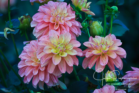 Swan Island Dahlias