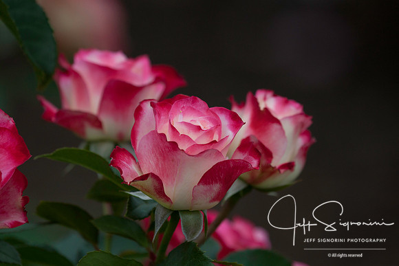 International Rose Test Garden, Portland