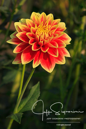 Dahlia