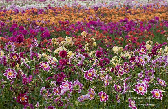 Dahlias