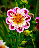 Swan Island Dahlias