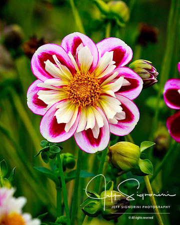 Swan Island Dahlias