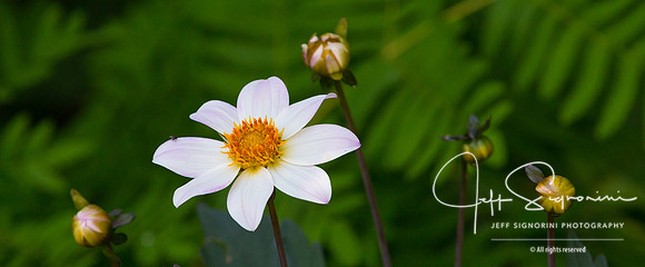 At the NC Arboretum, Asheville, NC