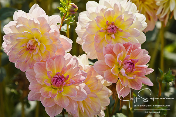Swan Island Dahlias