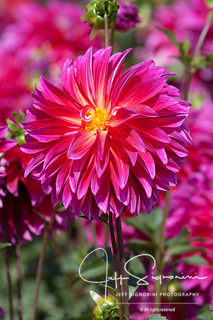 Swan Island Dahlias