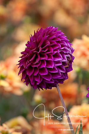 Dahlia