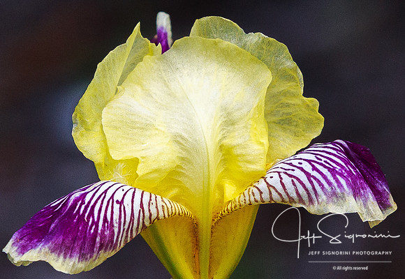 At the NC Arboretum, Asheville, NC