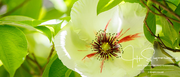 At the NC Arboretum, Asheville, NC