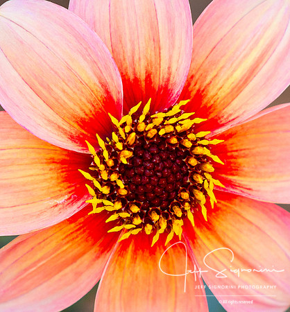 At the NC Arboretum, Asheville, NC