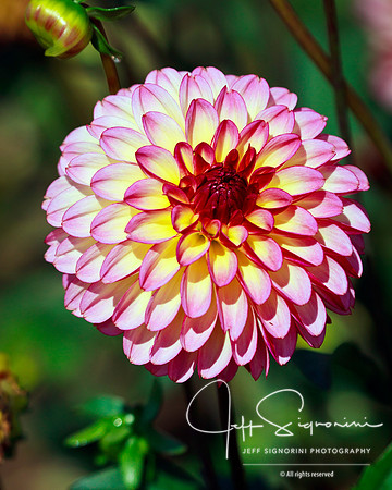 Swan Island Dahlias