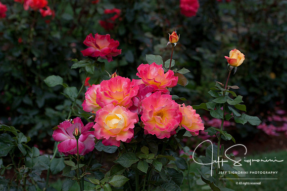 International Rose Test Garden, Portland