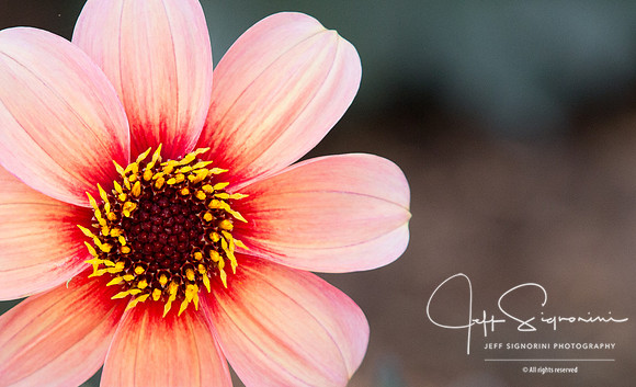 At the NC Arboretum, Asheville, NC