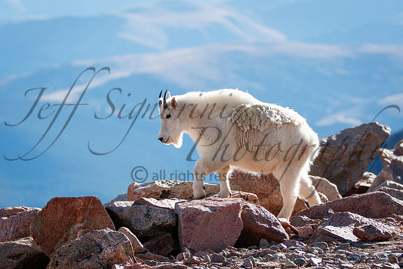 Mountain goat atop Mount Evans, 14,265'