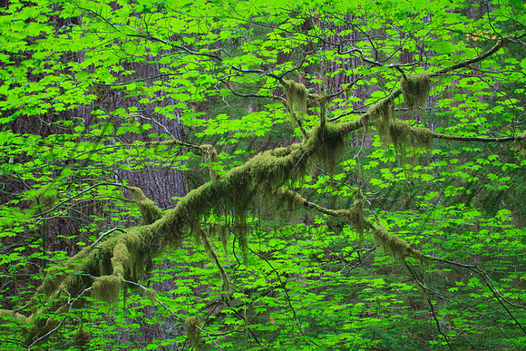 Sol Duc Valley, Olympic National Park