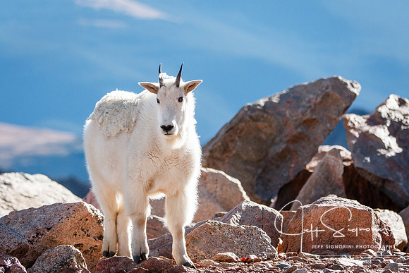 Mountain goat atop Mount Evans, 14,265'