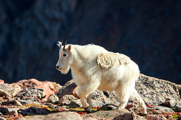 Mountain goat atop Mount Evans, 14,265'