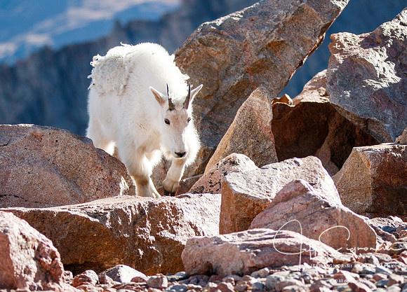 Mountain goat atop Mount Evans, 14,265'