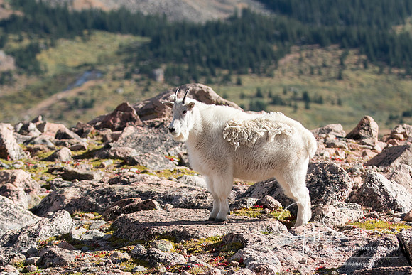 Mountain goat atop Mount Evans, 14,265'