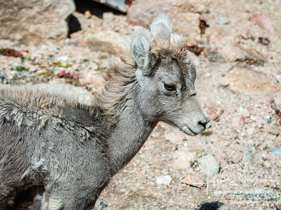 Big horn sheep lamb, Mount Evans