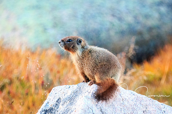 Yellow Bellied Marmot - Mount Evans