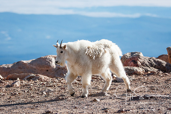 Mountain goat atop Mount Evans, 14,265'