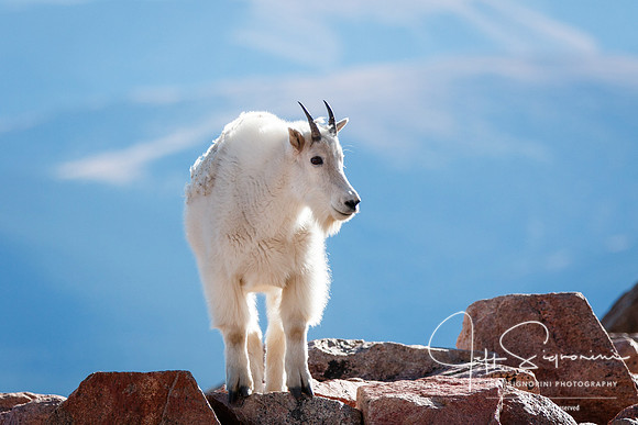 Mountain goat atop Mount Evans, 14,265'