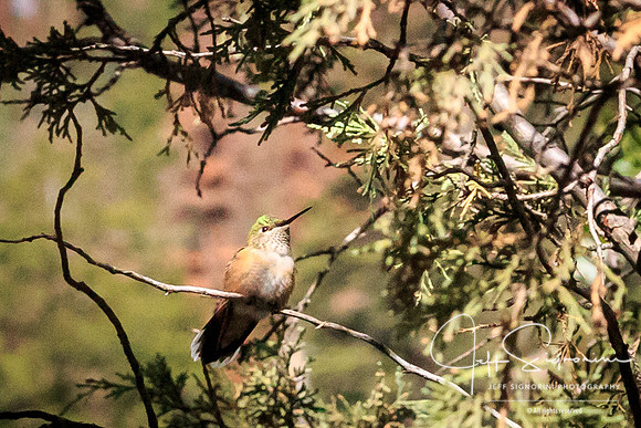 Hummingbird - Box Canyon, Ouray