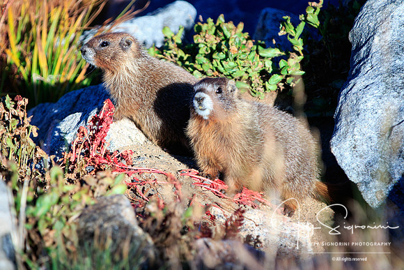 Yellow Bellied Marmots - Mount Evans